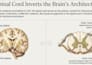 create clear brain and nervous system study guides
